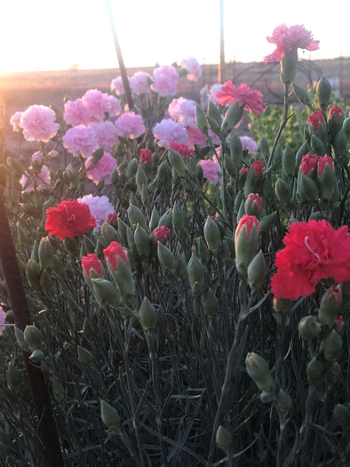 Carnations in the spring